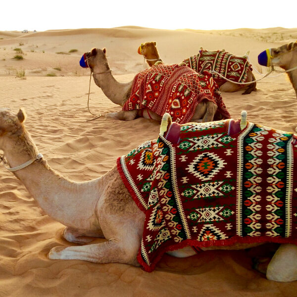 Camel Ride